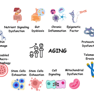 AGING AND ANTIAGING